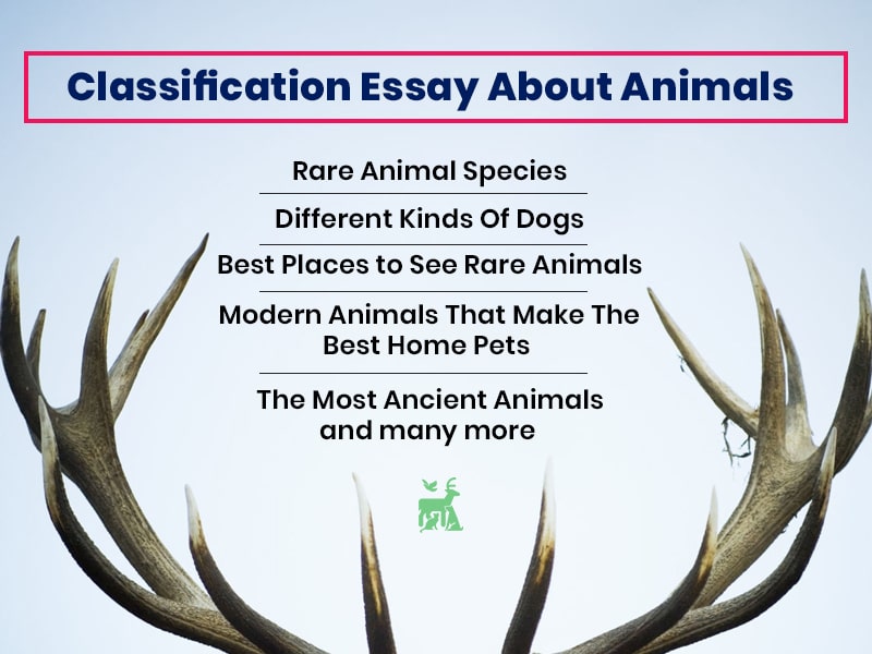 Classification Essay About Animals